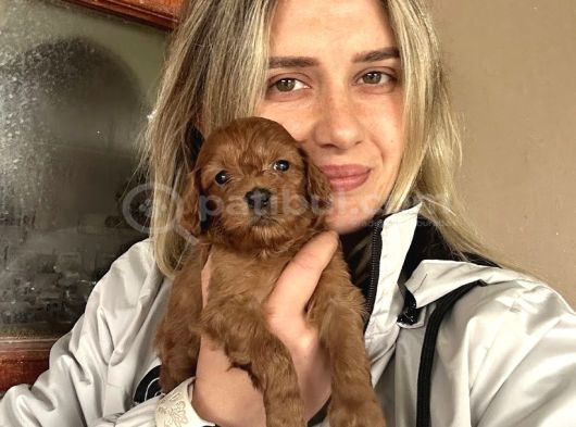 12 Yıllık Üreticiden Maltipoo Yavruları