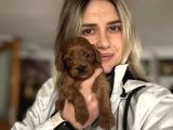 12 Yıllık Üreticiden Maltipoo Yavruları