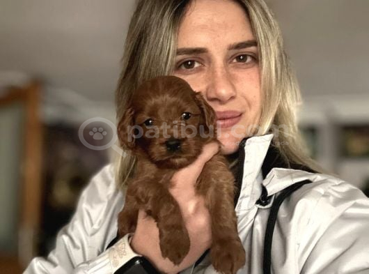 12 Yıllık Üreticiden Maltipoo Yavruları görsel