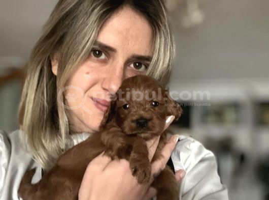 12 Yıllık Üreticiden Maltipoo Yavruları görsel