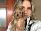 12 Yıllık Üreticiden Maltipoo Yavruları