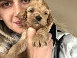 12 Yıllık Üreticiden Maltipoo Yavruları