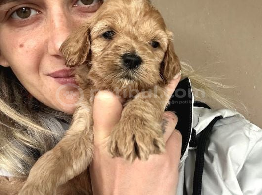 12 Yıllık Üreticiden Maltipoo Yavruları görsel