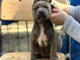 Geleceğin Devi Cane Corso Yavruları