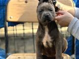 Geleceğin Devi Cane Corso Yavruları