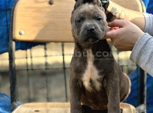 Geleceğin Devi Cane Corso Yavruları görsel