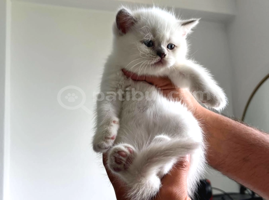 Show Kali̇te Bebekler görsel