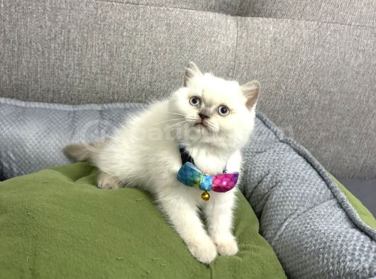 Kaliteli Ev Ortamından Bebek Arayanlara Özel görsel