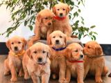 Veteri̇ner Kli̇ni̇ği̇nde Tesli̇m Golden Bebekler