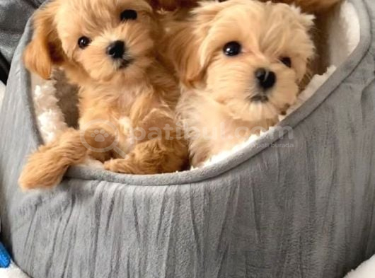 Veteri̇ner Kli̇ni̇ği̇nde Tesli̇m Malti̇poo Bebekler