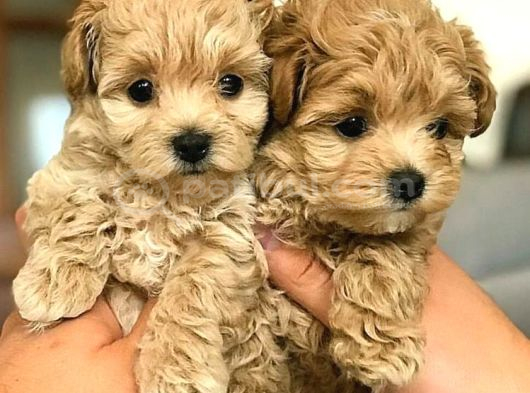 Veteri̇ner Kli̇ni̇ği̇nde Tesli̇m Malti̇poo Bebekler görsel