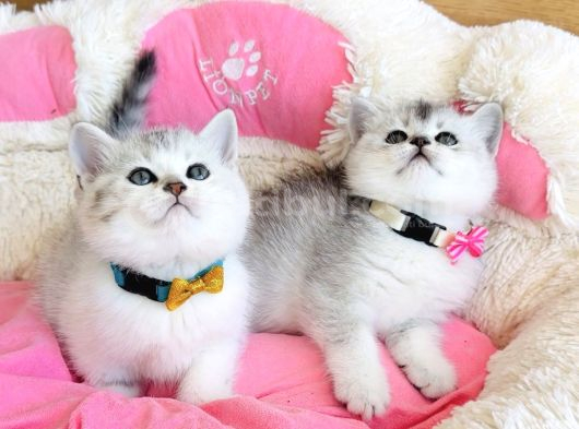 Özel Sevenlere Özel Bicolor Silver Scotısh Bebeklerim görsel