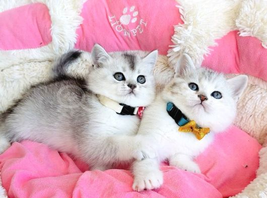 Özel Sevenlere Özel Bicolor Silver Scotısh Bebeklerim görsel
