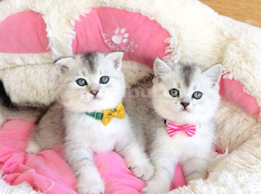 Özel Sevenlere Özel Bicolor Silver Scotısh Bebeklerim görsel