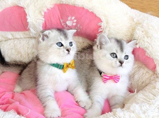 Özel Sevenlere Özel Bicolor Silver Scotısh Bebeklerim görsel