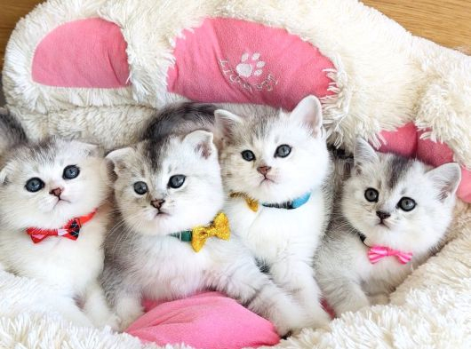 Özel Sevenlere Özel Bicolor Silver Scotısh Bebeklerim görsel