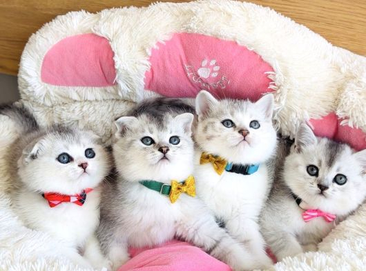 Özel Sevenlere Özel Bicolor Silver Scotısh Bebeklerim görsel
