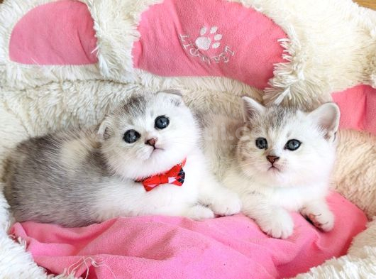 Özel Sevenlere Özel Bicolor Silver Scotısh Bebeklerim görsel