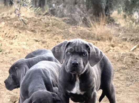 Dev Cane Corso Blue Yavrular Hazir görsel