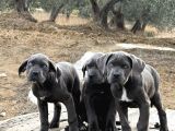 Dev Cane Corso Blue Yavrular Hazir