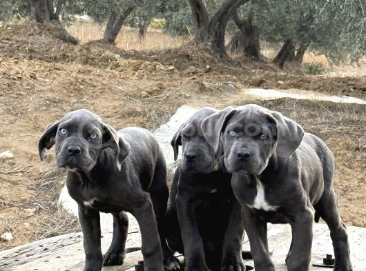 Dev Cane Corso Blue Yavrular Hazir görsel