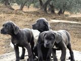 Dev Cane Corso Blue Yavrular Hazir