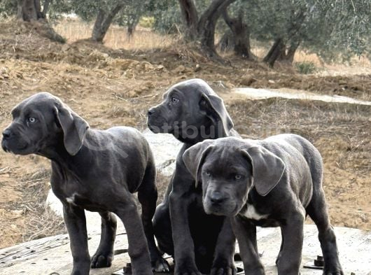Dev Cane Corso Blue Yavrular Hazir görsel
