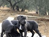 Dev Cane Corso Blue Yavrular Hazir