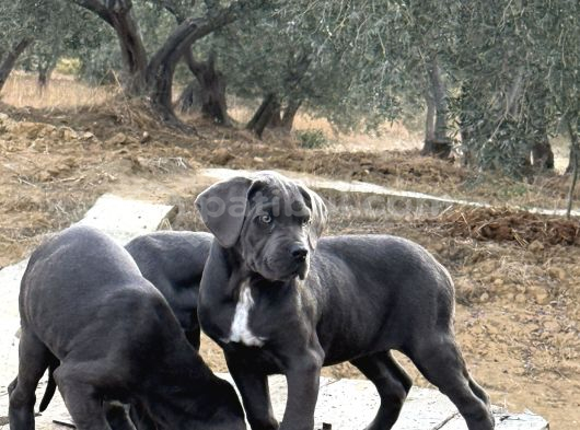 DEV CANE CORSO BLUE YAVRULAR HAZIR