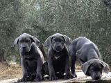 Dev Cane Corso Blue Yavrular Hazir