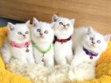 A Kalite Maviş Silverpoınt British Shorthair Yavrularım