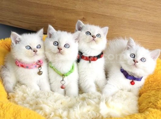 A Kalite Maviş Silverpoınt British Shorthair Yavrularım görsel