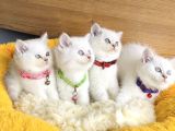 A Kalite Maviş Silverpoınt British Shorthair Yavrularım