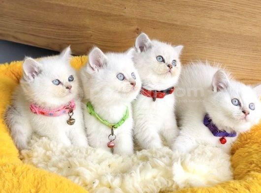 A Kalite Maviş Silverpoınt British Shorthair Yavrularım görsel