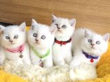 A Kalite Maviş Silverpoınt British Shorthair Yavrularım