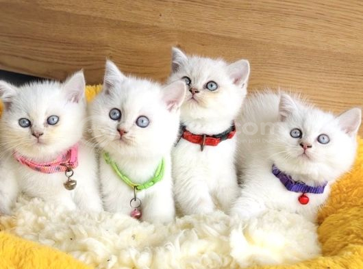 A Kalite Maviş Silverpoınt British Shorthair Yavrularım görsel