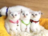 A Kalite Maviş Silverpoınt British Shorthair Yavrularım