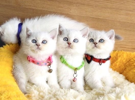 A kalite maviş silverpoınt british shorthair yavrularım