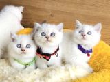 A Kalite Maviş Silverpoınt British Shorthair Yavrularım