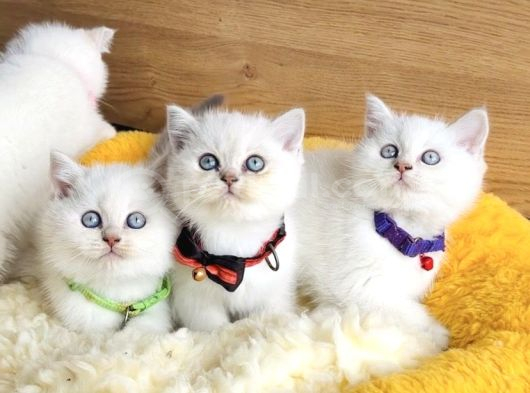 A Kalite Maviş Silverpoınt British Shorthair Yavrularım görsel