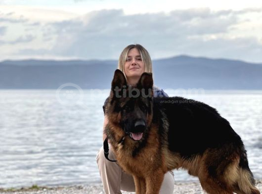 Düşük Bel Alman Kurdu Yavruları görsel