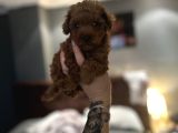 Ruhsatlı Üreticiden Toy Poodle Yavruları