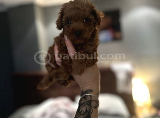 Ruhsatlı Üreticiden Toy Poodle Yavruları görsel