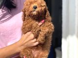 Red Toy Poodle Di̇şi̇ Yavrumuz