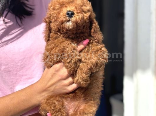 Red Toy Poodle Di̇şi̇ Yavrumuz görsel