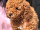 Red Toy Poodle Di̇şi̇ Yavrumuz