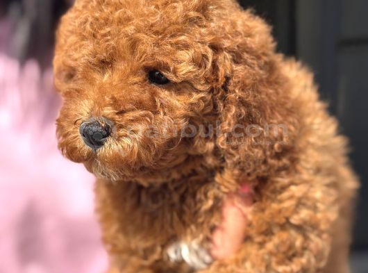 Red Toy Poodle Di̇şi̇ Yavrumuz görsel