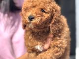 Red Toy Poodle Di̇şi̇ Yavrumuz