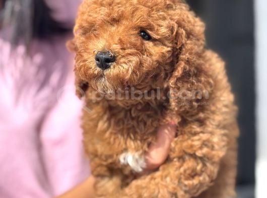Red Toy Poodle Di̇şi̇ Yavrumuz