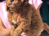 Red Toy Poodle Di̇şi̇ Yavrumuz